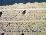 Bresse-Les Pierres Dorées 20 x 16 cm (24 blz.)